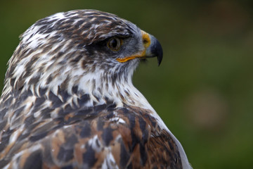 Königsrauhfussbussard