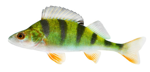 The European Perch (Perca fluviatilis)