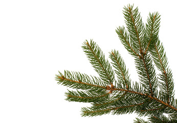 Fir tree branch on a white background