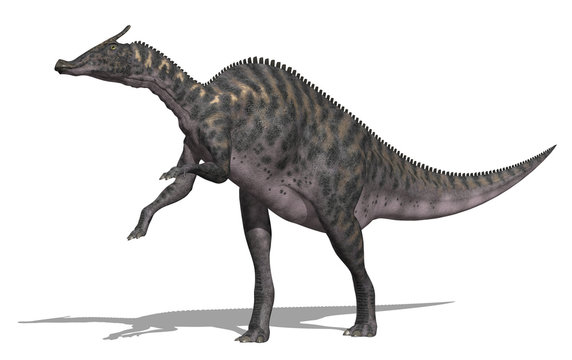 Saurolophus Dinosaur