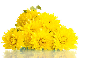 Yellow Chrysanthemums flowers isolated on white