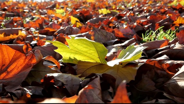 feuille mortes