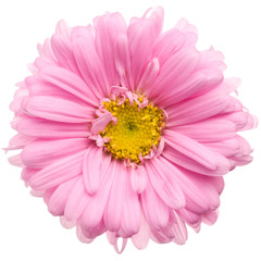 Pink aster isolated