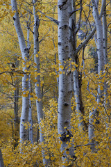 Fall Aspen Trees