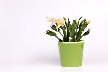 cactus with flowers in a pot
