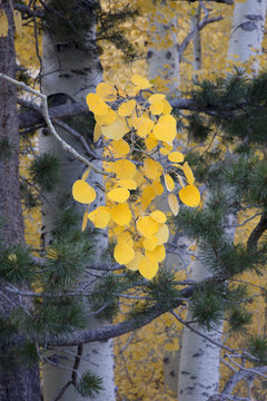 Yellow Aspen Leaves