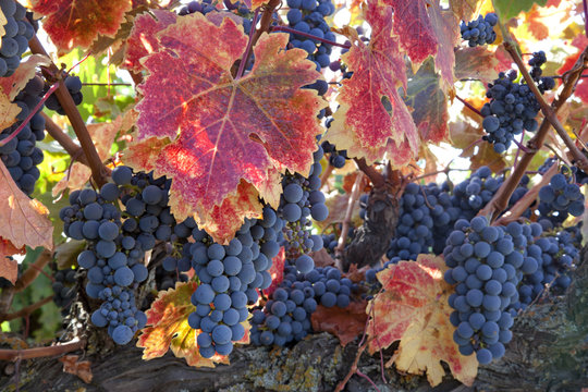 Red Wine Grapes on Vine