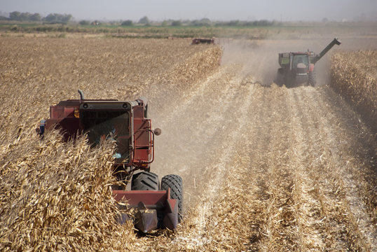 Combine Harvests Corn