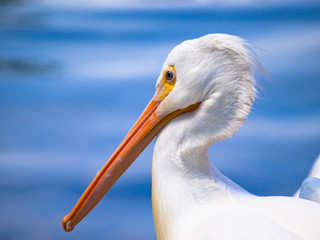 Sharply focused Pelican