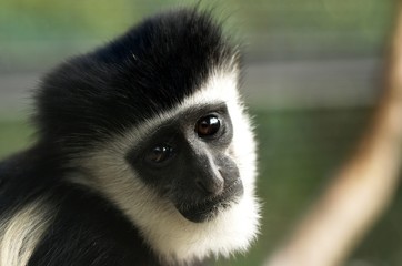 アビシニアコロブス