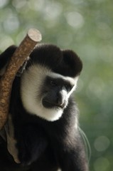 Abyssinia Colobus