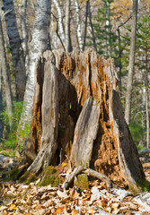Old stump 3
