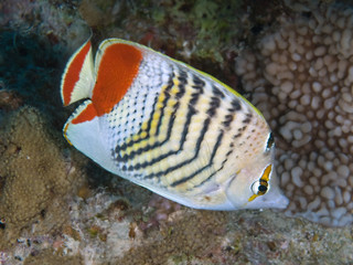 Fototapeta na wymiar Erytrei butterflyfish