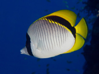 Lined butterflyfish