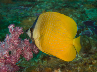Klein's Butterflyfish