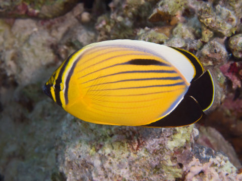 Blacktail butterflyfish
