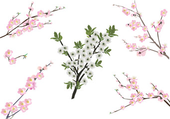 pink sakura floral branches