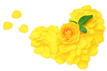 yellow rose