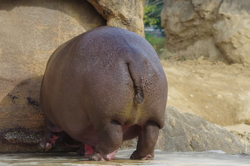 カバの尻