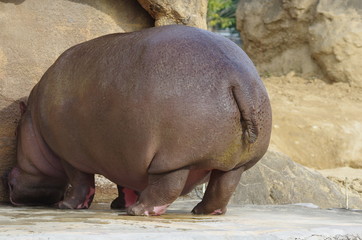 カバの後ろ姿