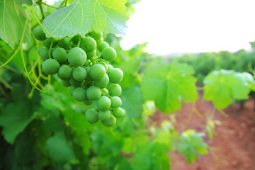 green grapefruit vineyard mediterranean grapes