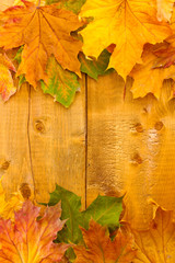 Obraz premium dry autumn maple leaves on wooden background