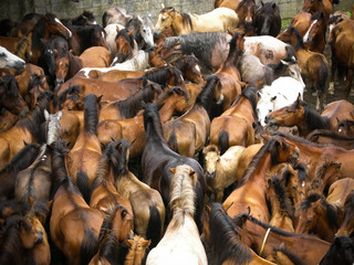 horses