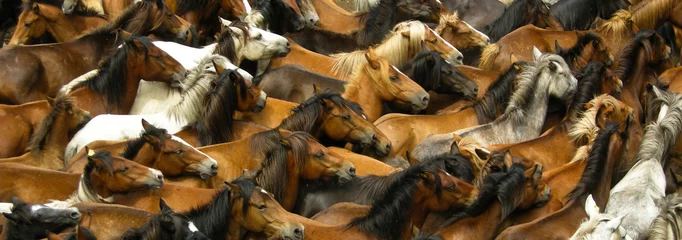 Gordijnen horses © Piga