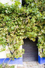 detail of folk wine cellar,Blatnice pod svatym Antoninkem, Czech