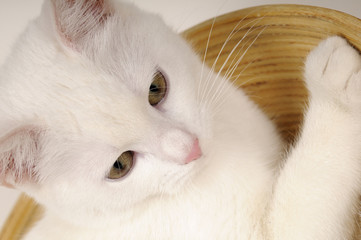 white cat posing