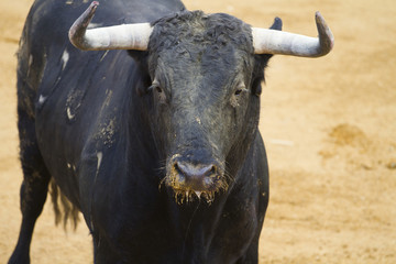 Head bull, Fighting bull picture from Spain. Black bull