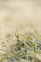 frost on grass