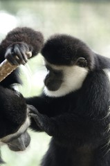 アビシニアコロブスのグルーミング