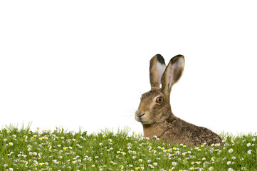 Ostern Hase auf Wiese