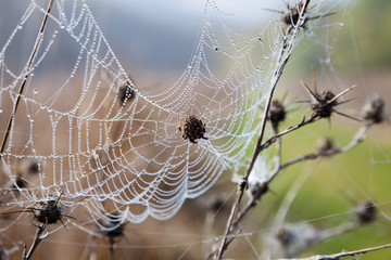 Cobweb with dew