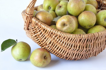 pommes d'Auvergne de variété 'Armoise'