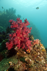 Fototapeta na wymiar Flower Tree Coral - Red Orange Umbellulifera