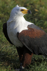 Schreiseeadler