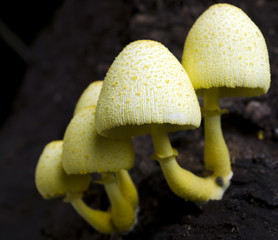 Yellow Mushrooms