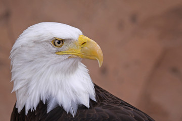 Weißkopfseeadler (Haliaeetus leucocephalus)