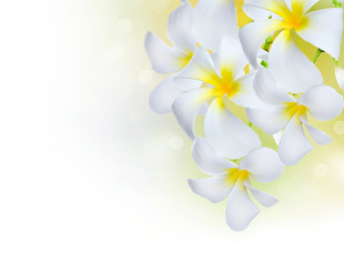 Frangipani Spa Flowers