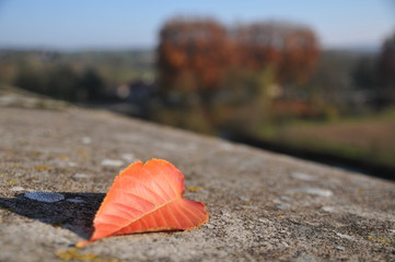 Feuille d'automne Couleurs d'automne