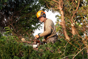 Cutting a yew tree in evening sunshine