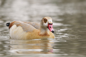 Alopochen aegyptiacus, Egyptian Goose