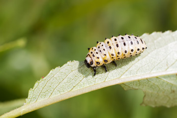 Chrysomela populi