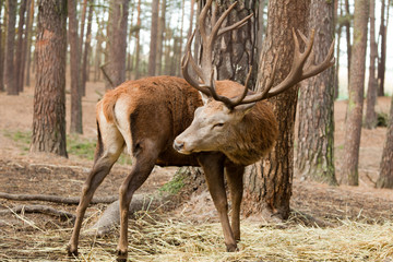 Hirsch