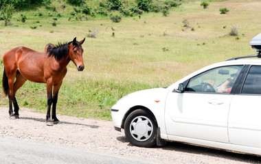 horses stepping across a road