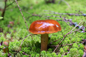 Podgrzybek © adam54