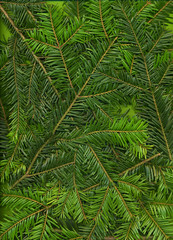 Hintergrund aus Zweigen von Tannen (abies alba)