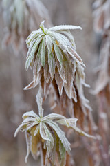 Frozen plants. Frost on leaves.